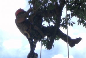 Chesapeake Tree Services Worker Suspended in Tree Using Harness