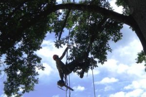 Chesapeake Tree Services Worker Suspended by Ropes in Tree