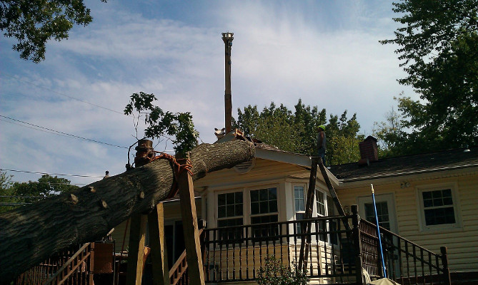 Tree Damaged House